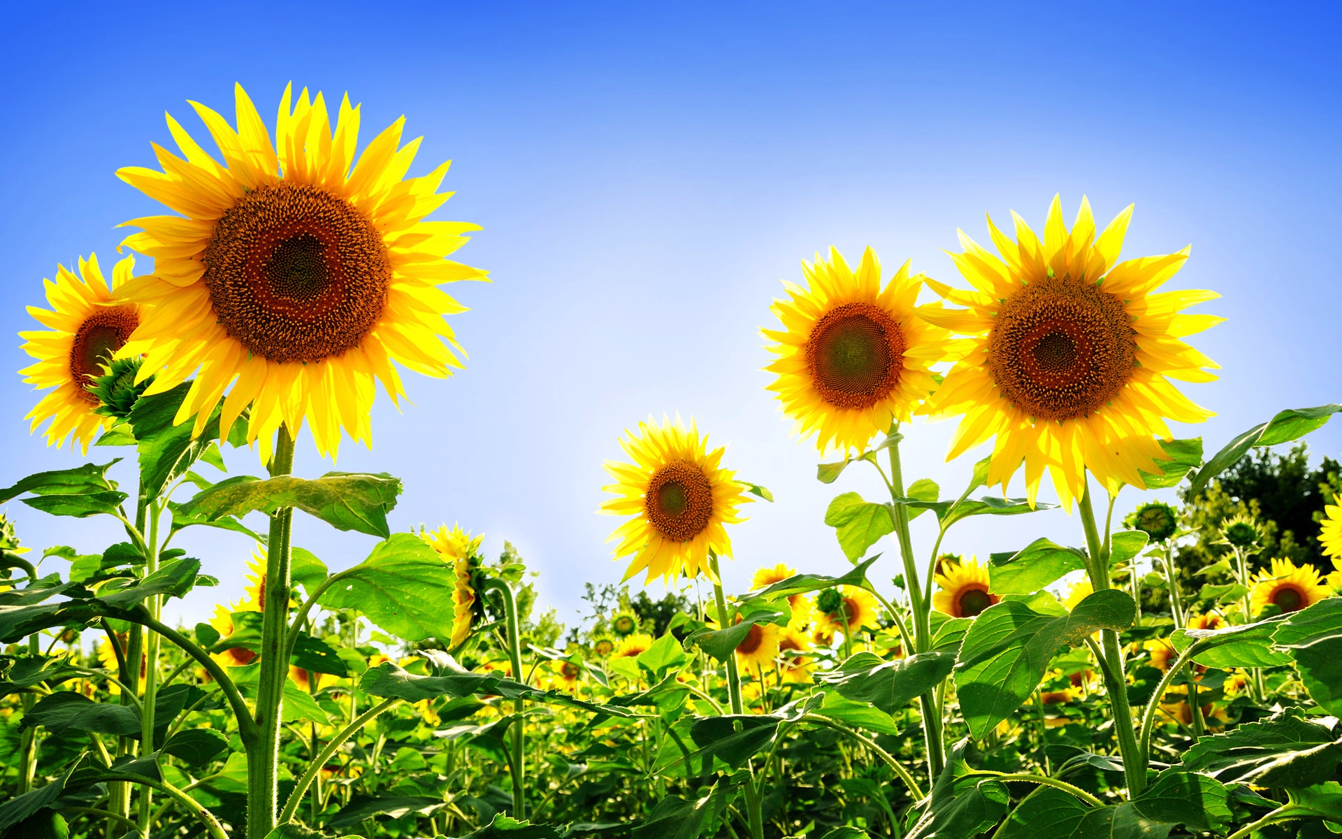 wonderful sun flowers picture