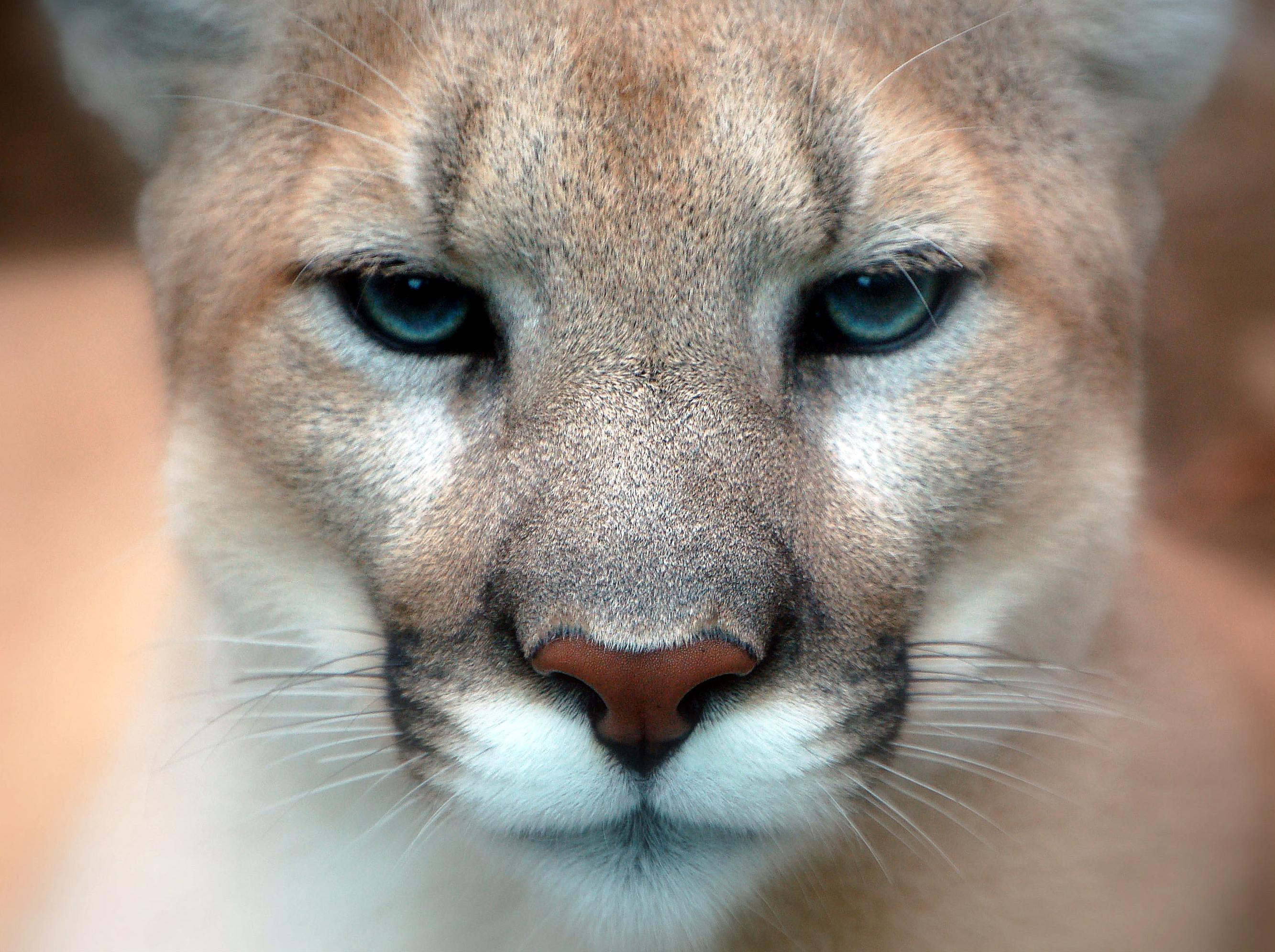 cute cougar image pc