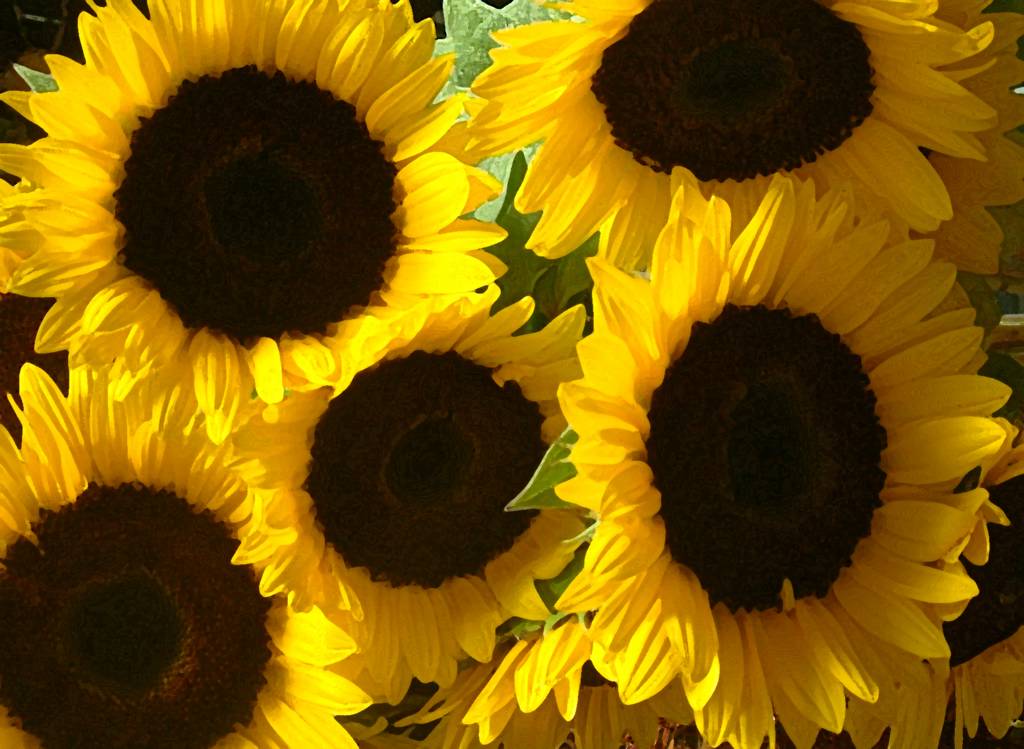 sweet sun flowers picture