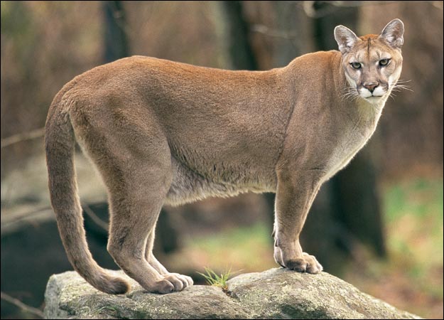brown cougar picture image