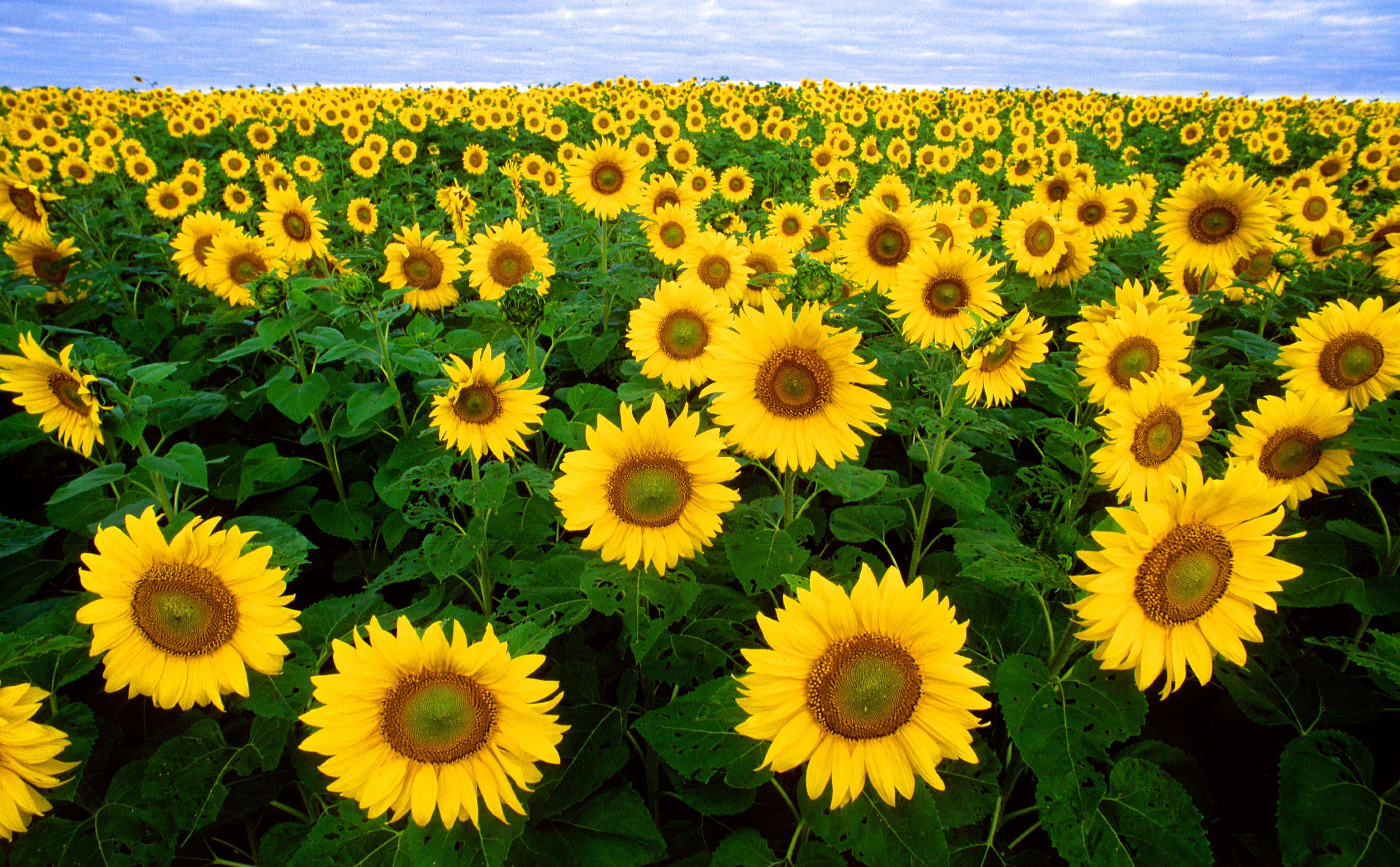 sweet sun flowers image
