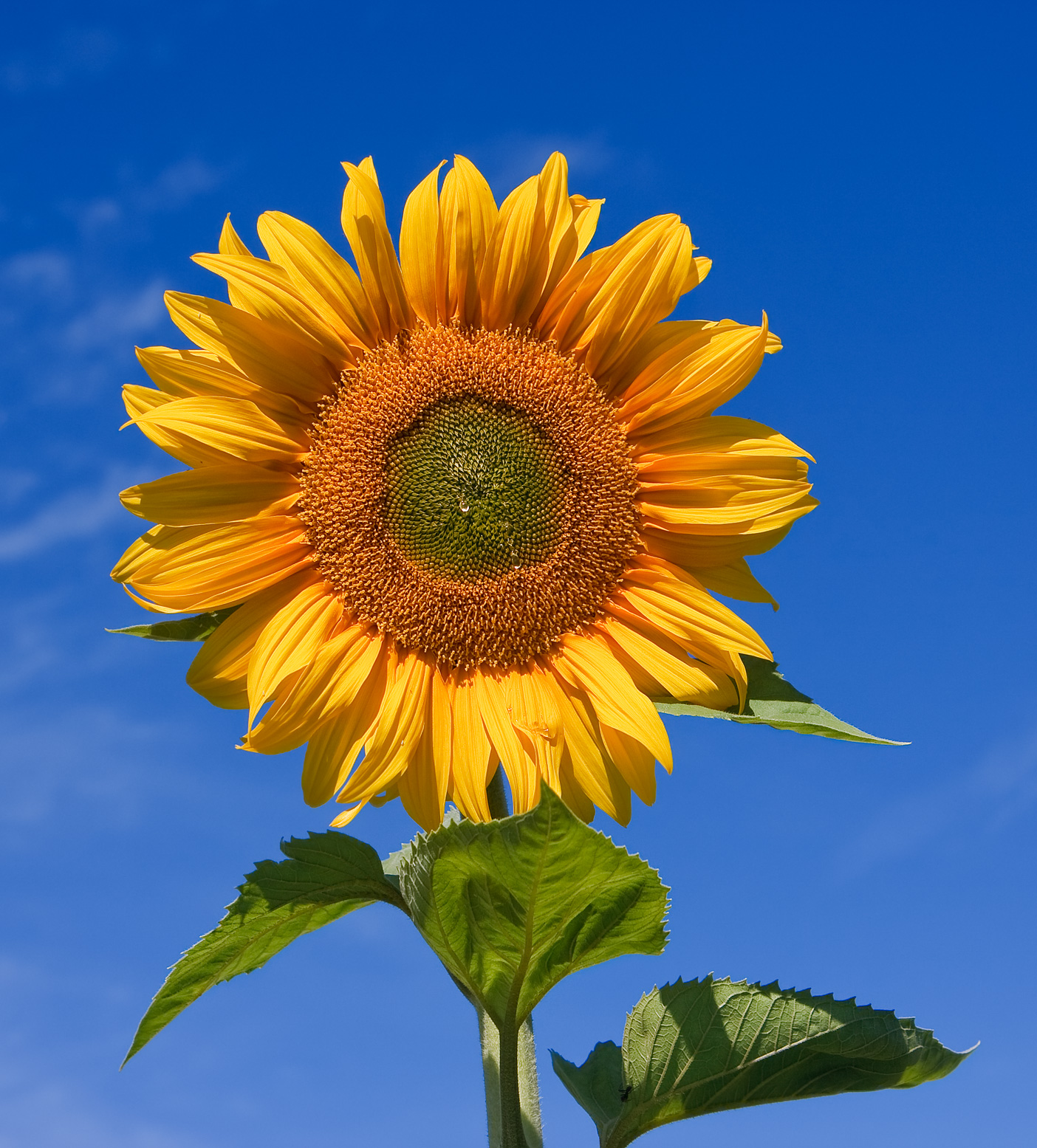 widescreen sun flowers image