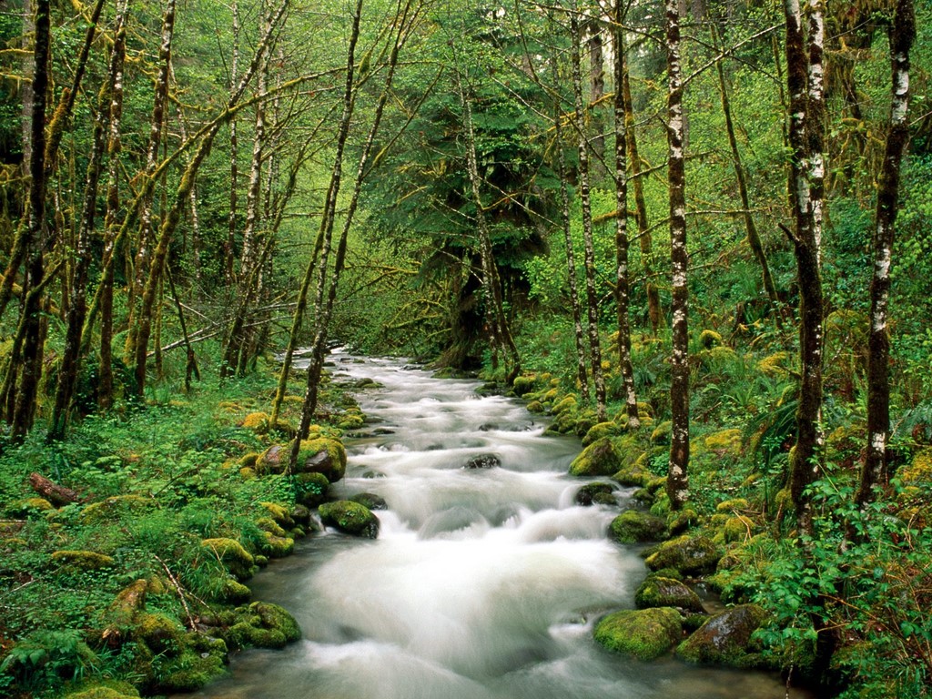 nature river in forest image