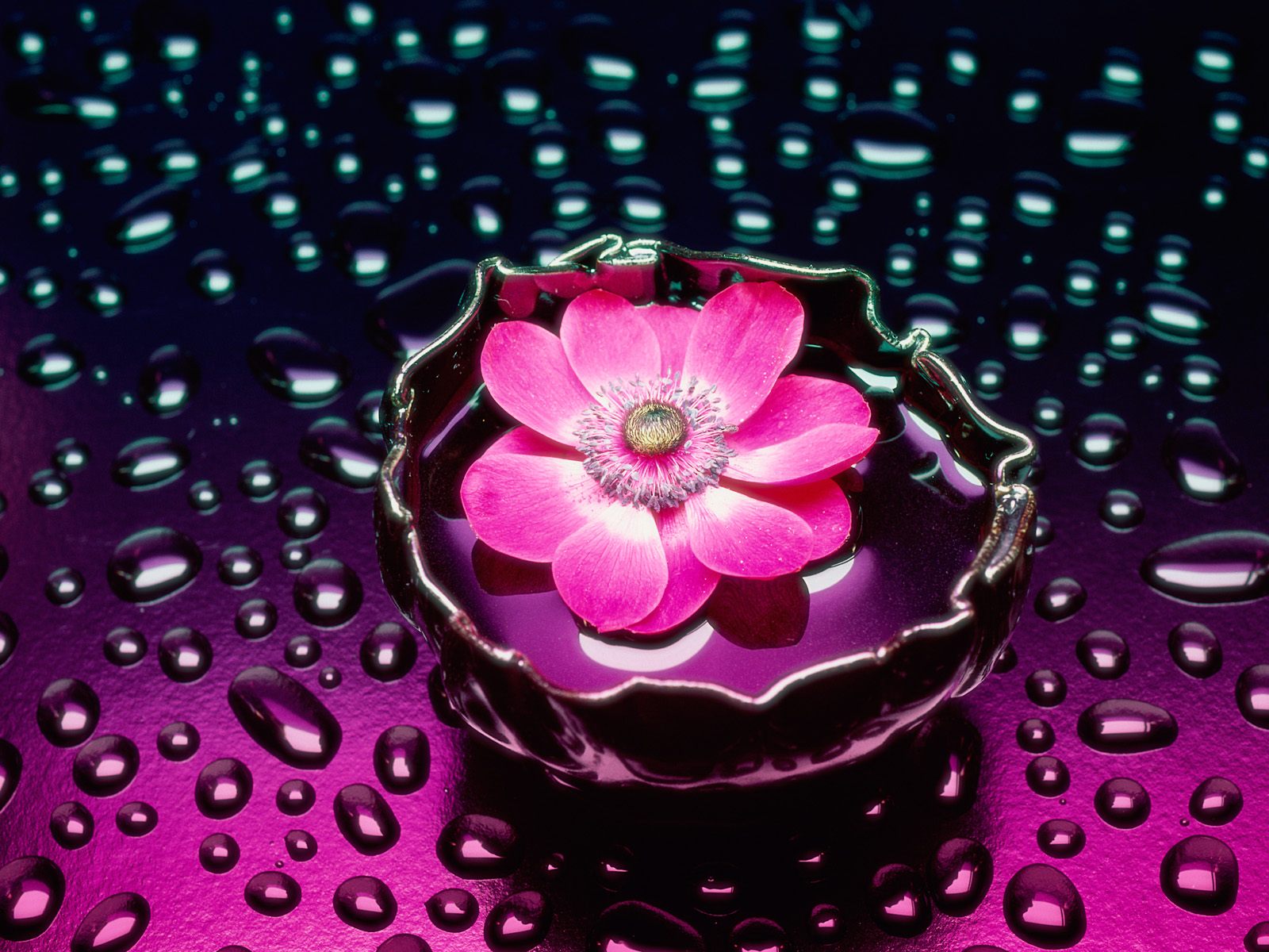 sweet pink flower image