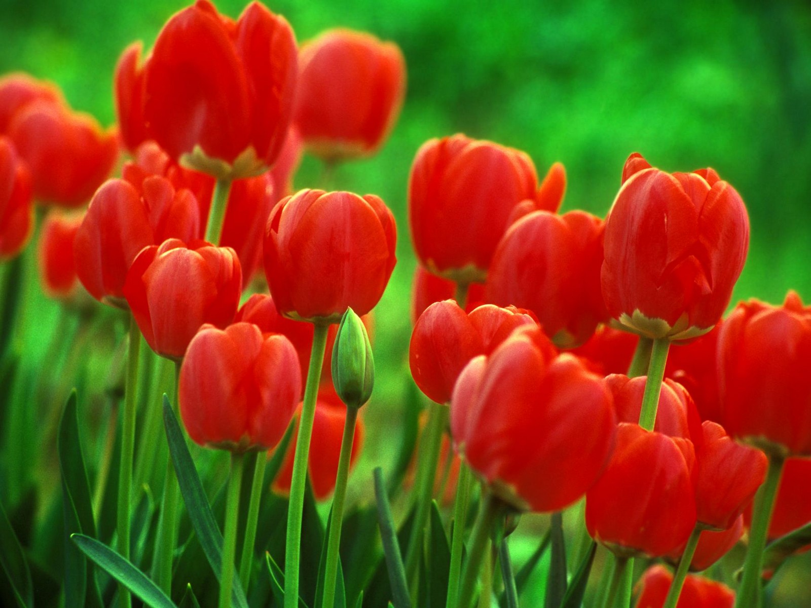 widescreen tulip photos image