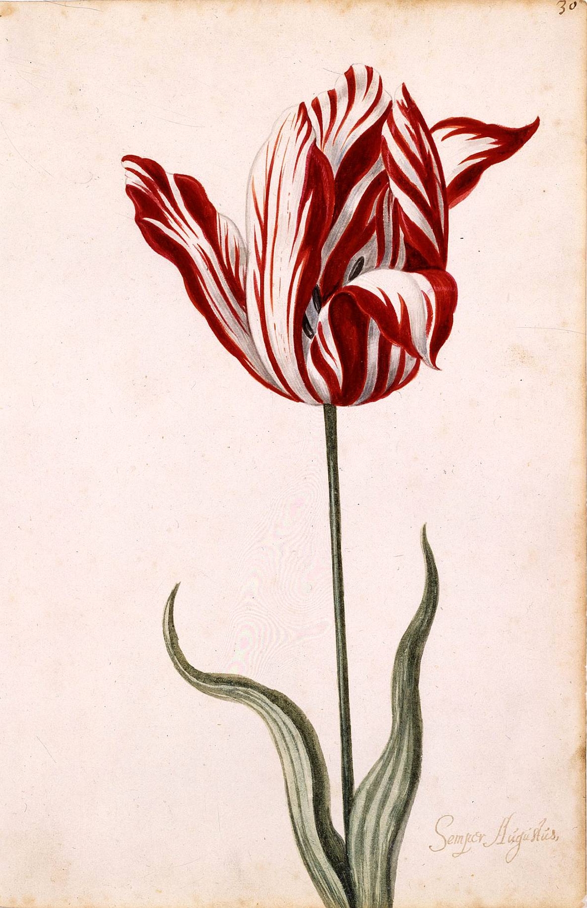 sweet tulip photos image