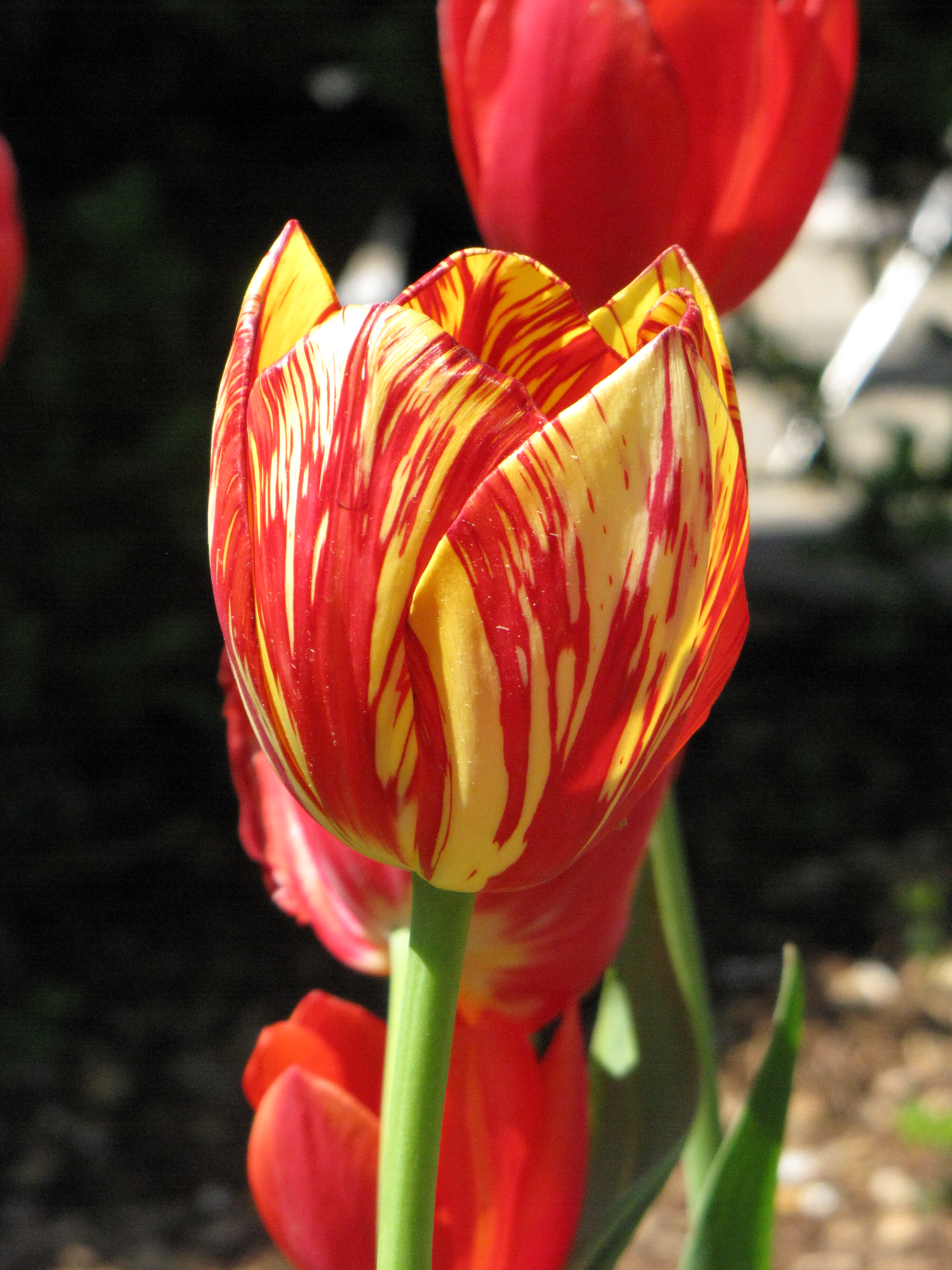 top tulip photos image pc