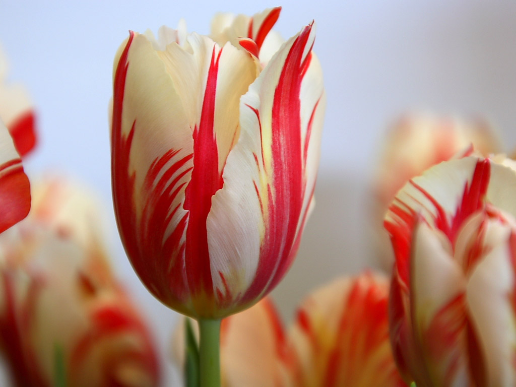 awesome tulip photos image