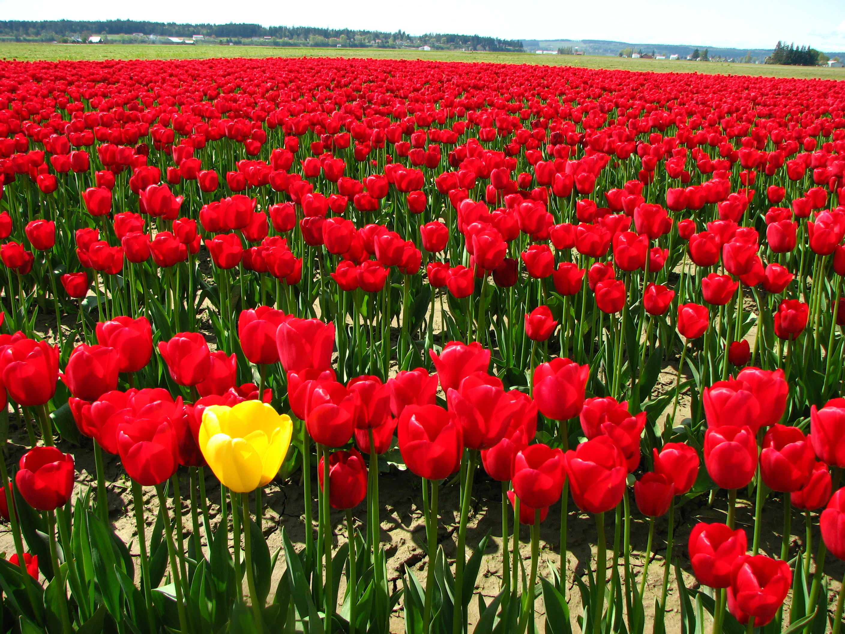 colorful tulip photos image