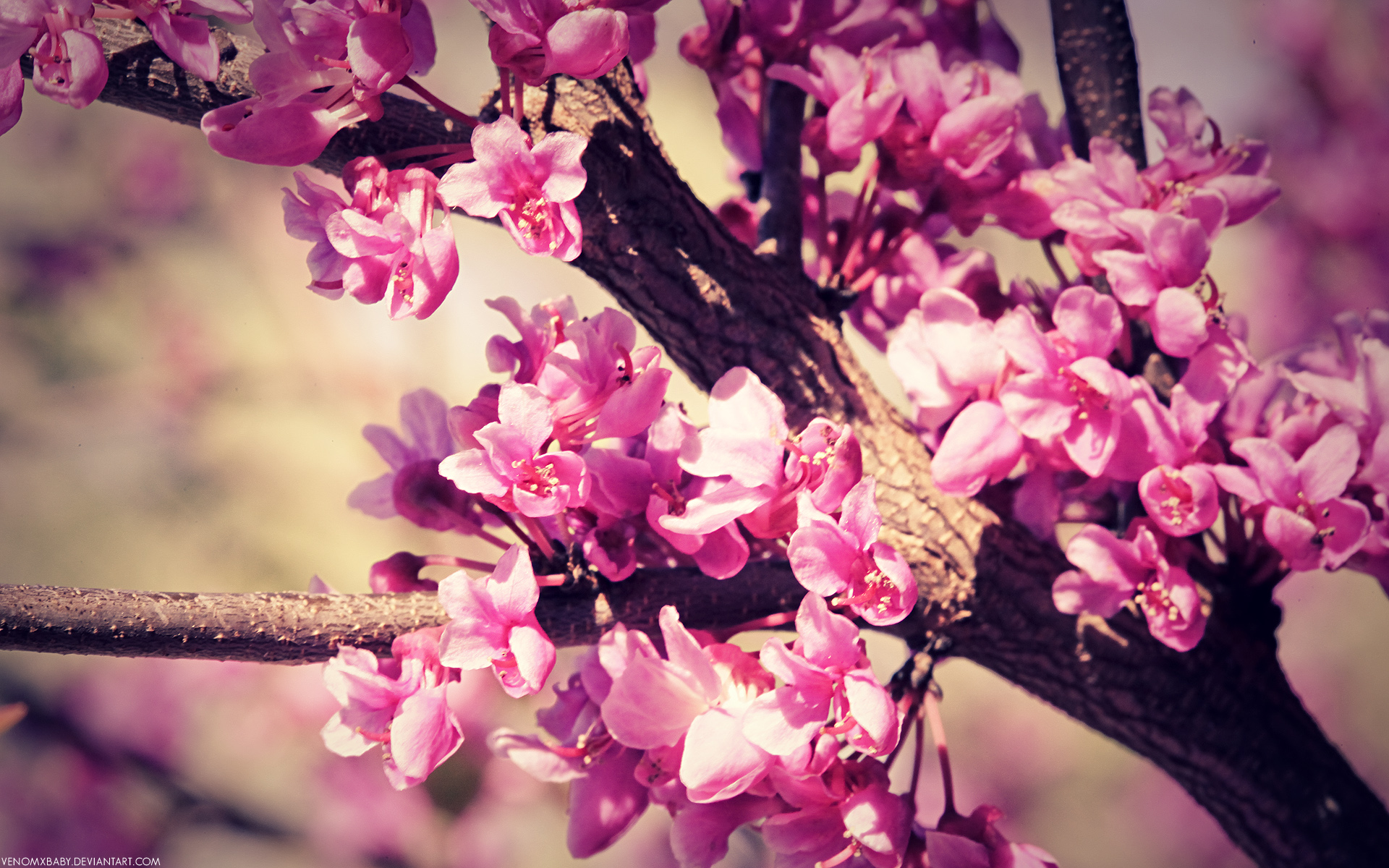 widescreen spring flower hd image