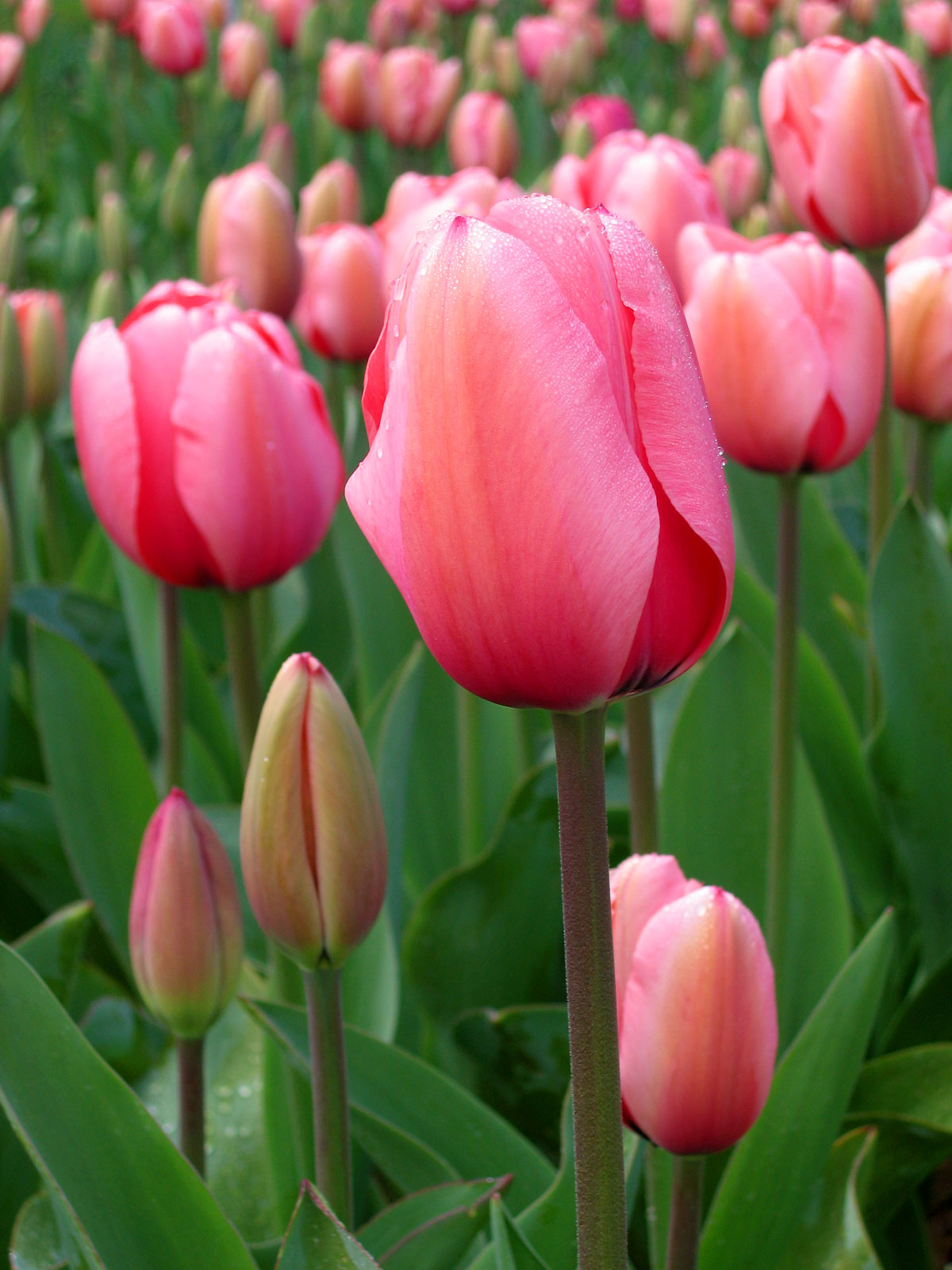 nice tulip photos image pc