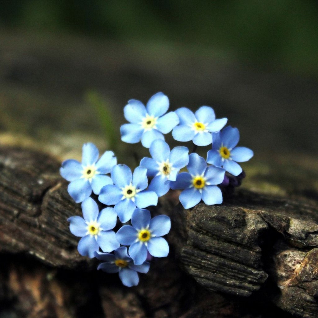 full hd myosotis flowers image