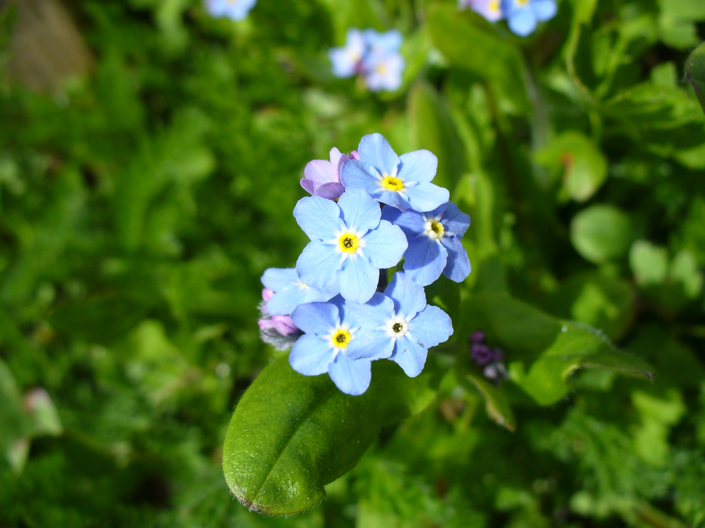 Незабудка армия. Myosotis krasnoborovii. Незабудка мелкоцветковая. Myosotis chakassica. Незабудка сортовая.