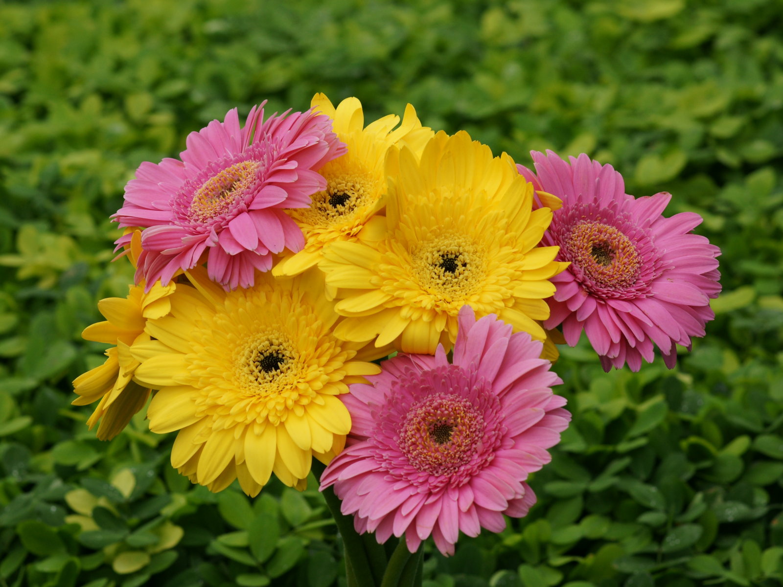 widescreen gerbera flower image