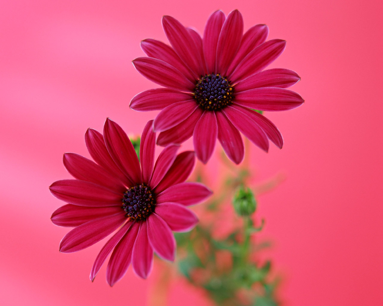 pink background gerbera flower