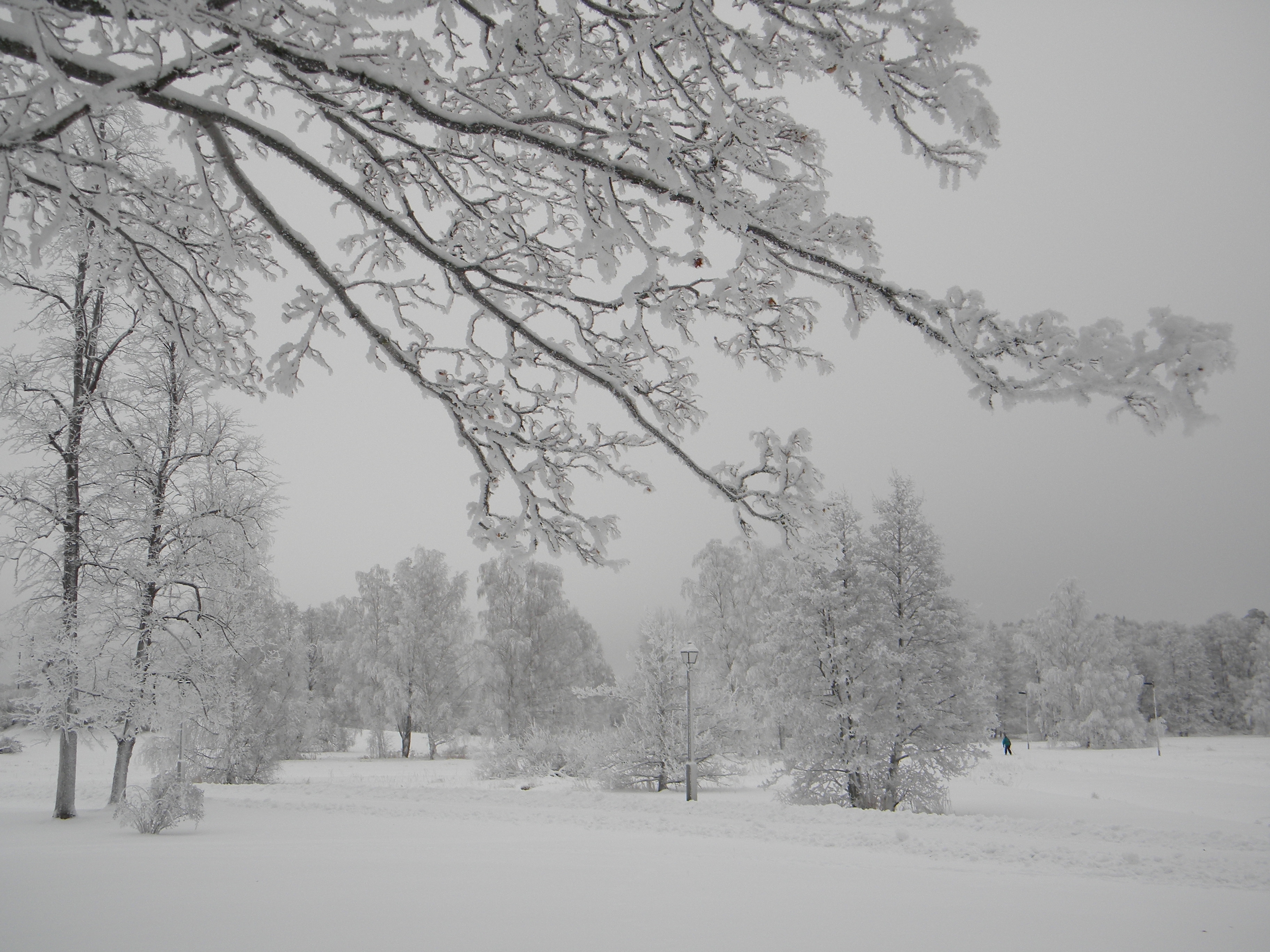 nature frosty trees photos