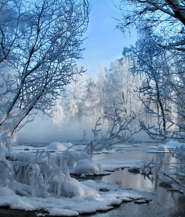 sweet frosty trees