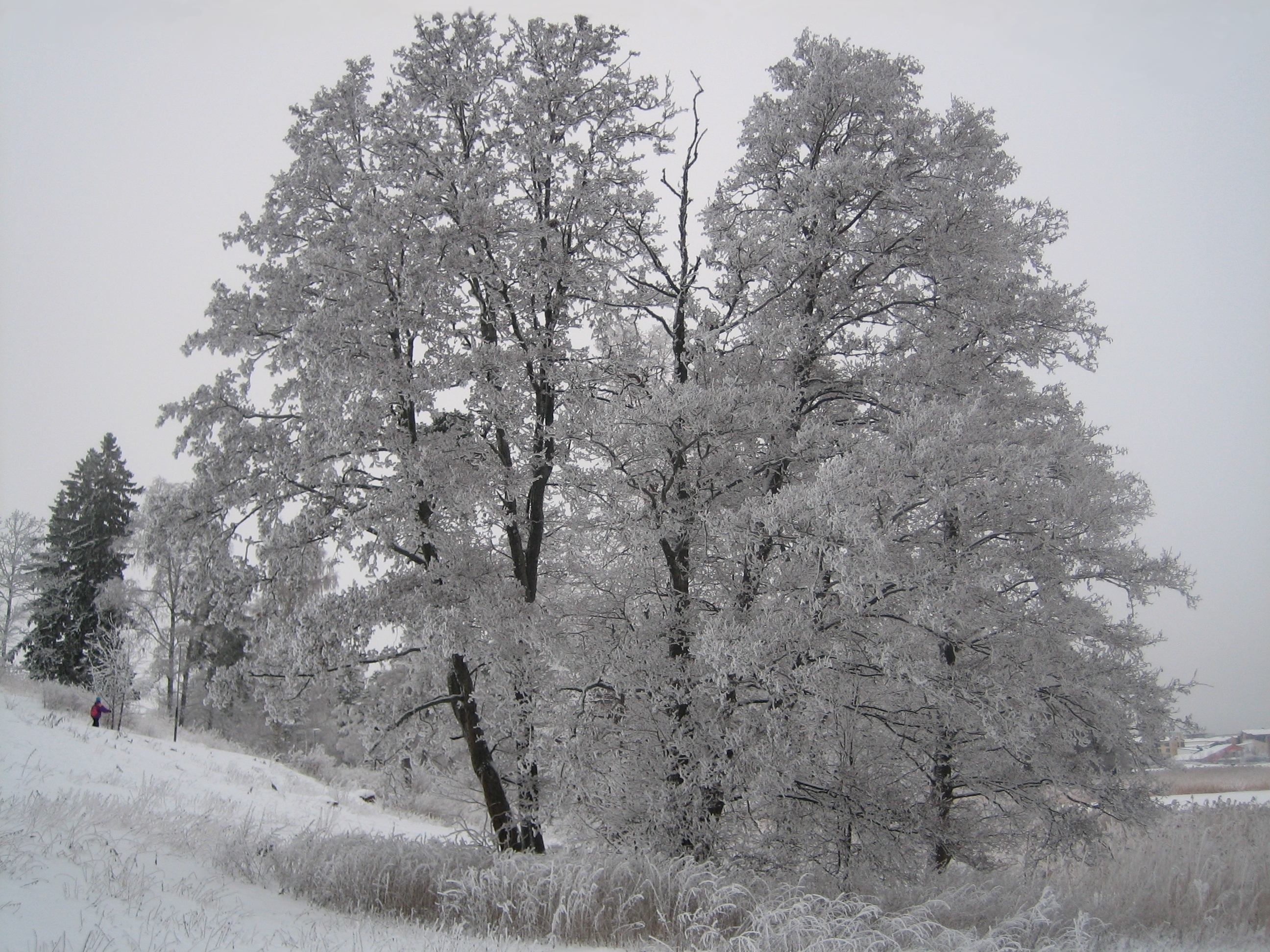 best frosty trees image pc