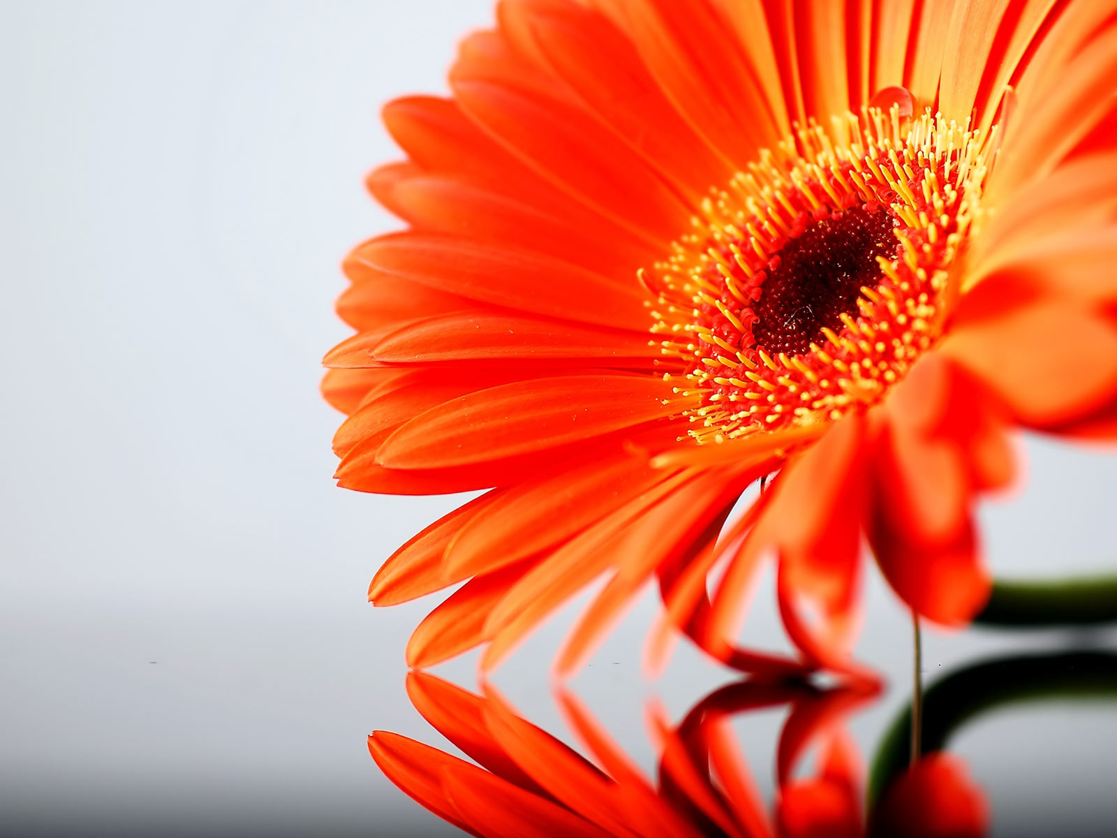 top gerbera flower wallpapers