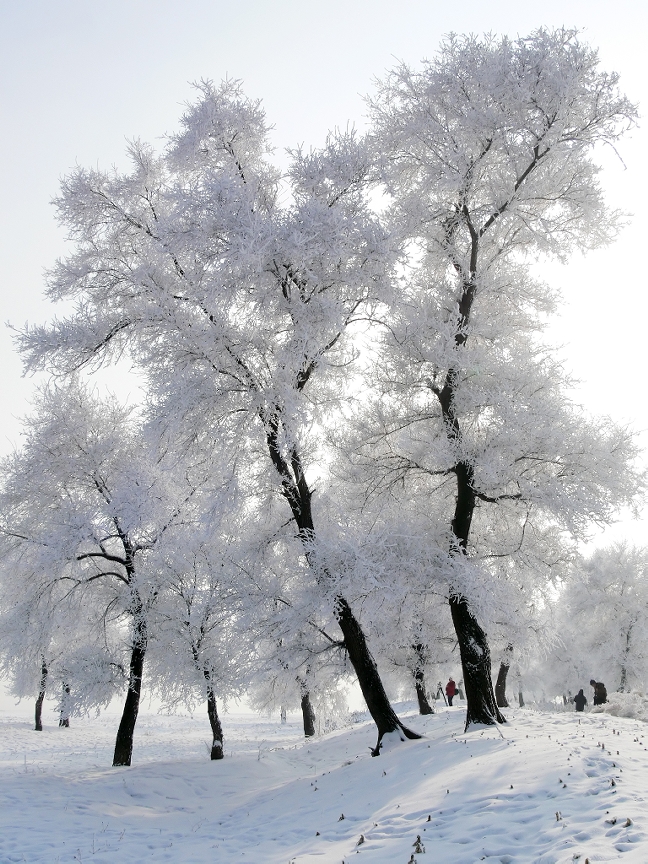 animated frosty trees image