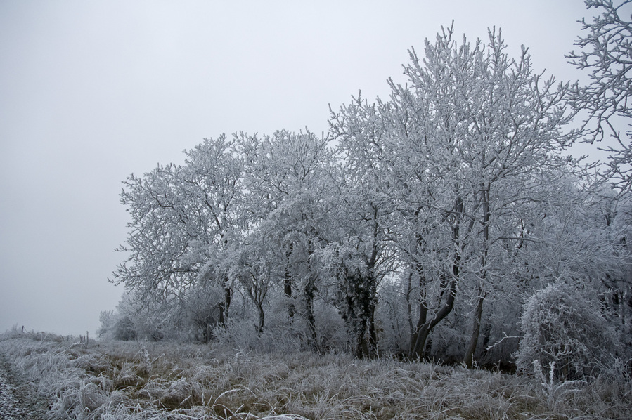 floral frosty trees image