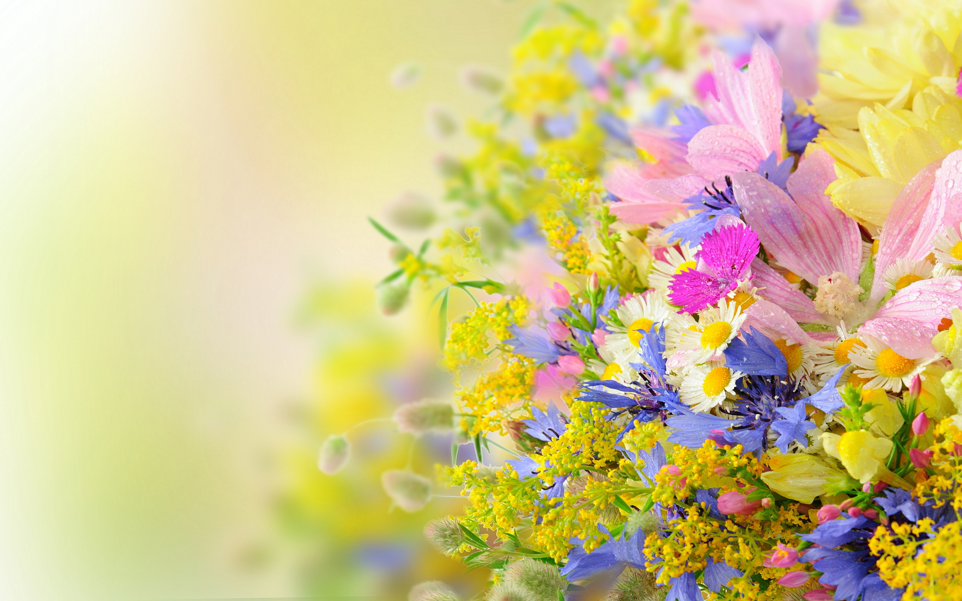 nature summer flowers hd