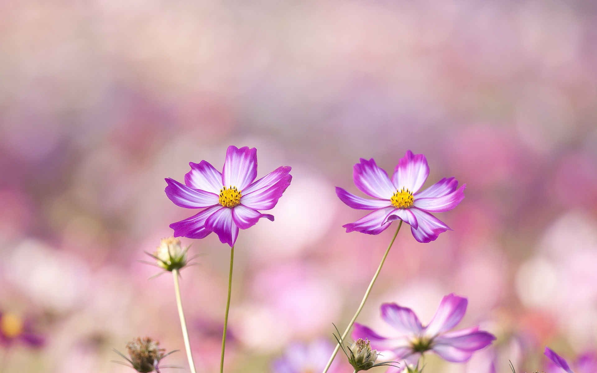 great summer flowers hd image