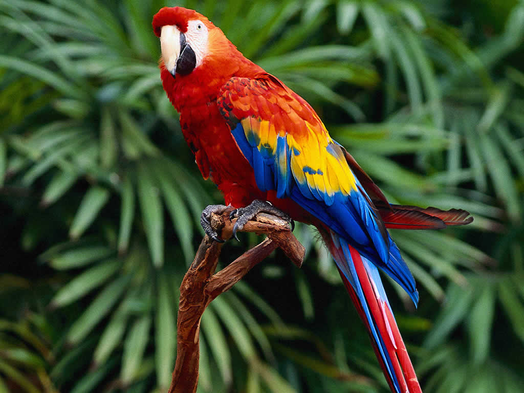 super parrot photo image