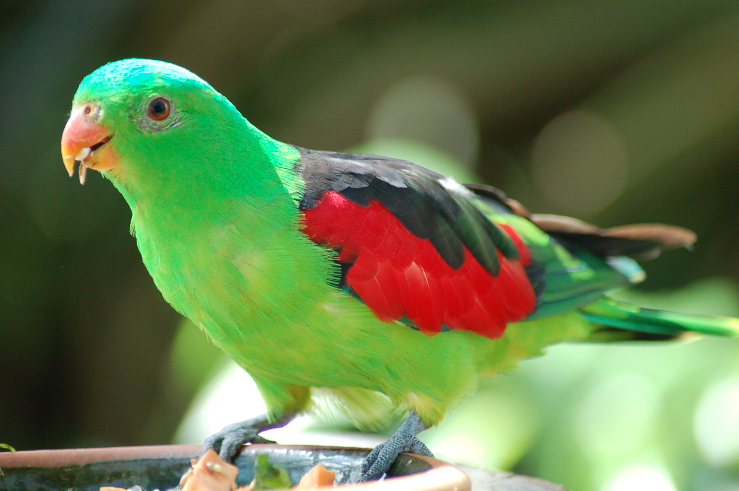 top parrot photo image