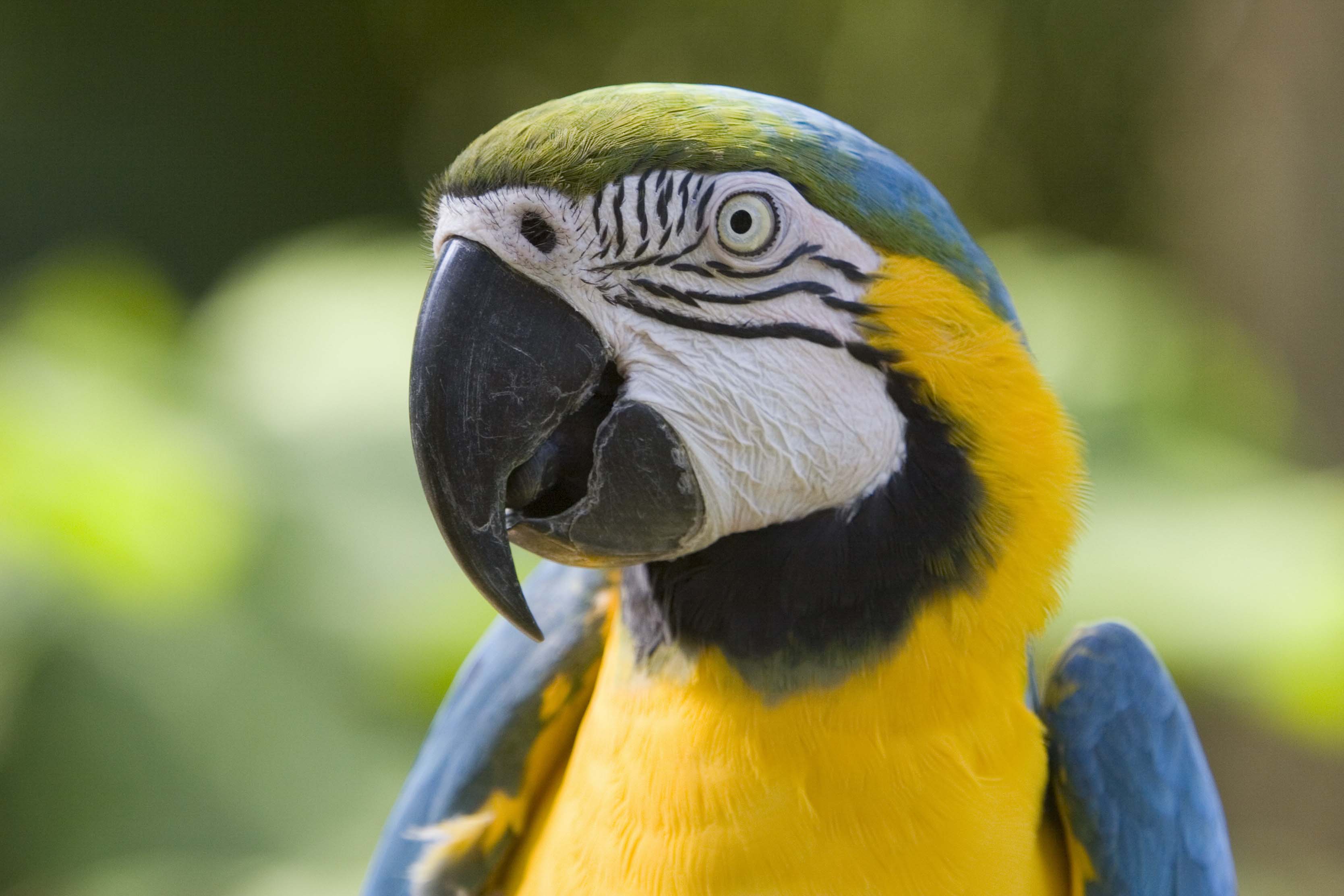 awesome parrot photo image