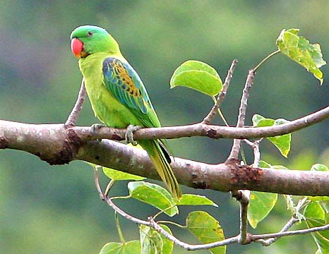 green parrot photo image