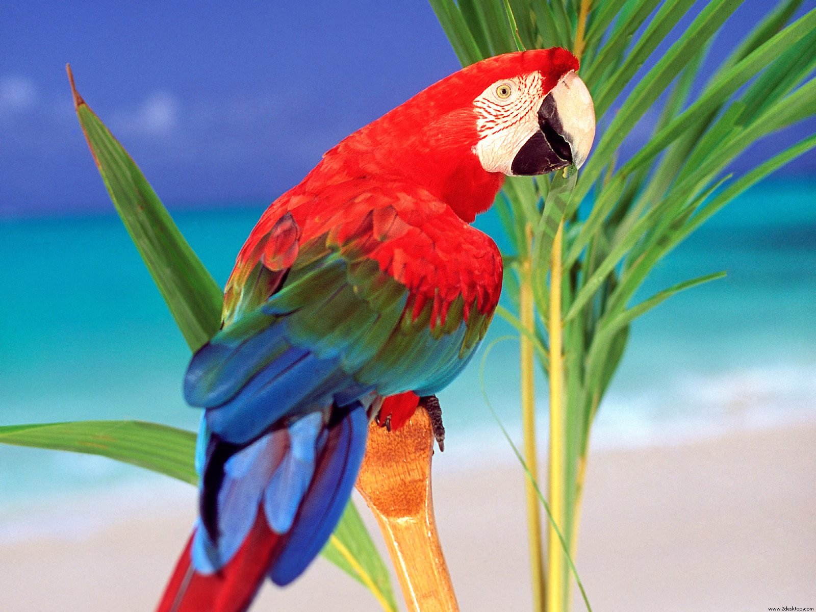 super parrot photo image