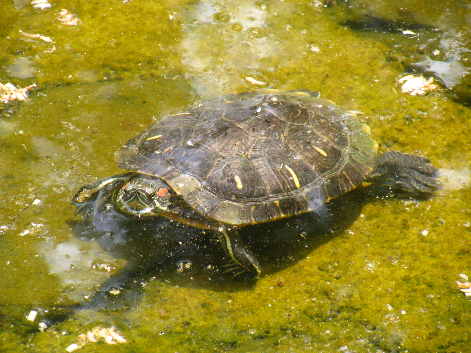 green turtle pictures image