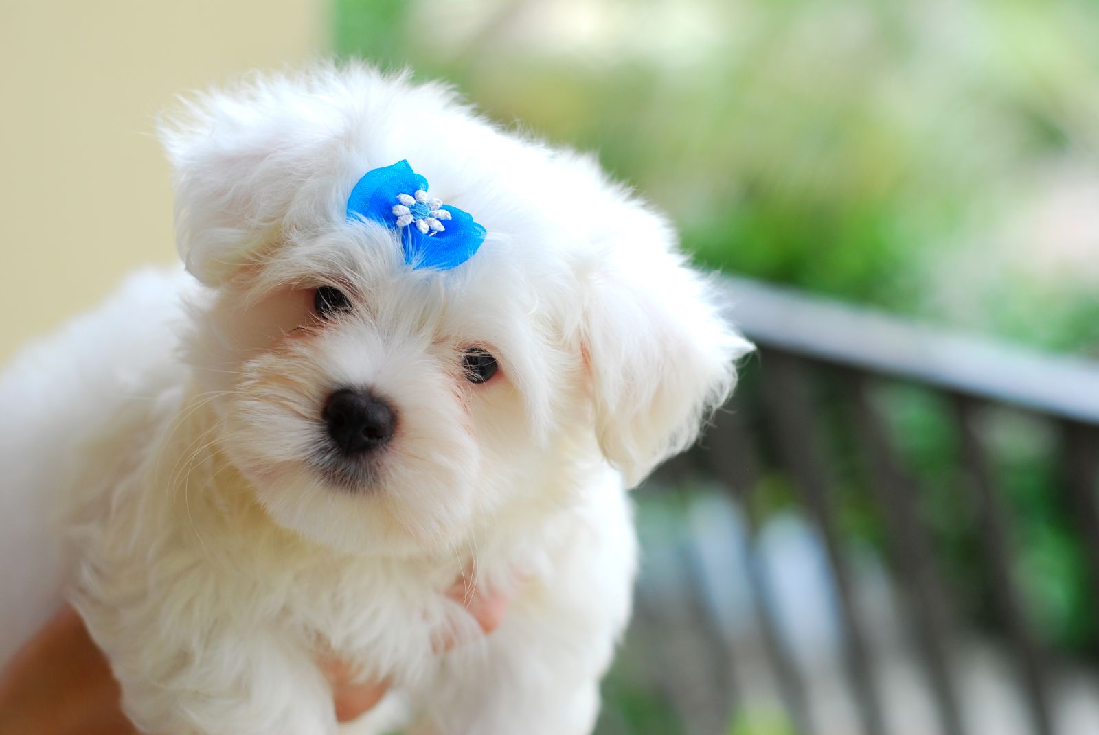 cute puppy photo image
