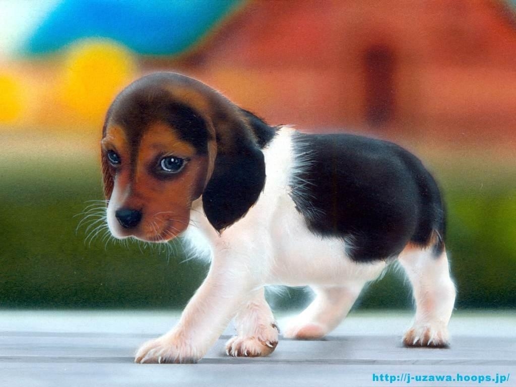 sweet puppy photo pic