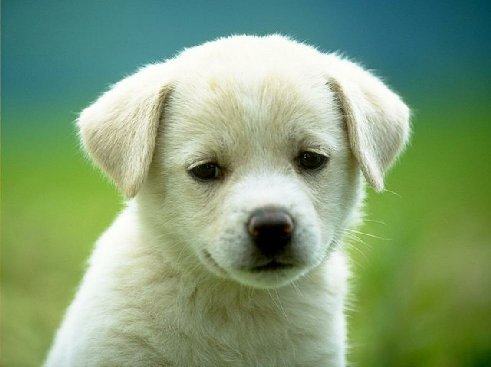 so cute puppy photo image