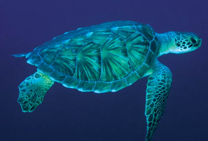 blue turtle pictures image