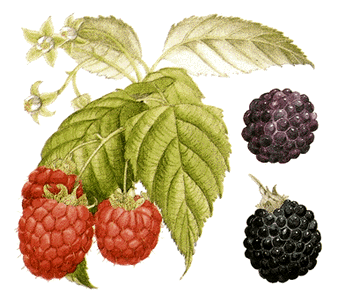 black raspberry wallpaper