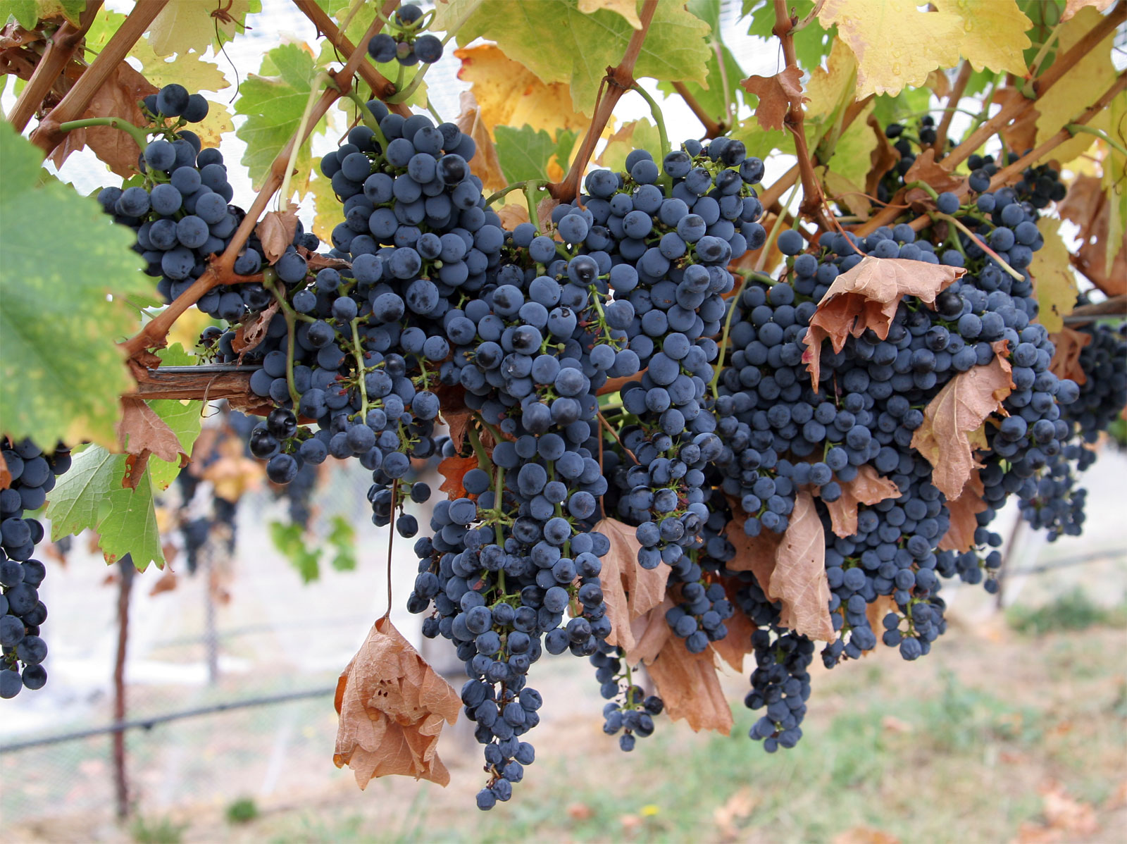 awesome grapes photos  pc