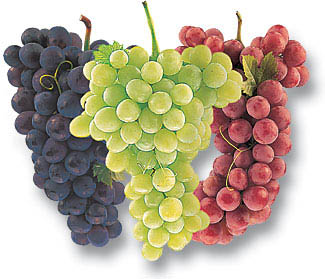colorful grapes photos