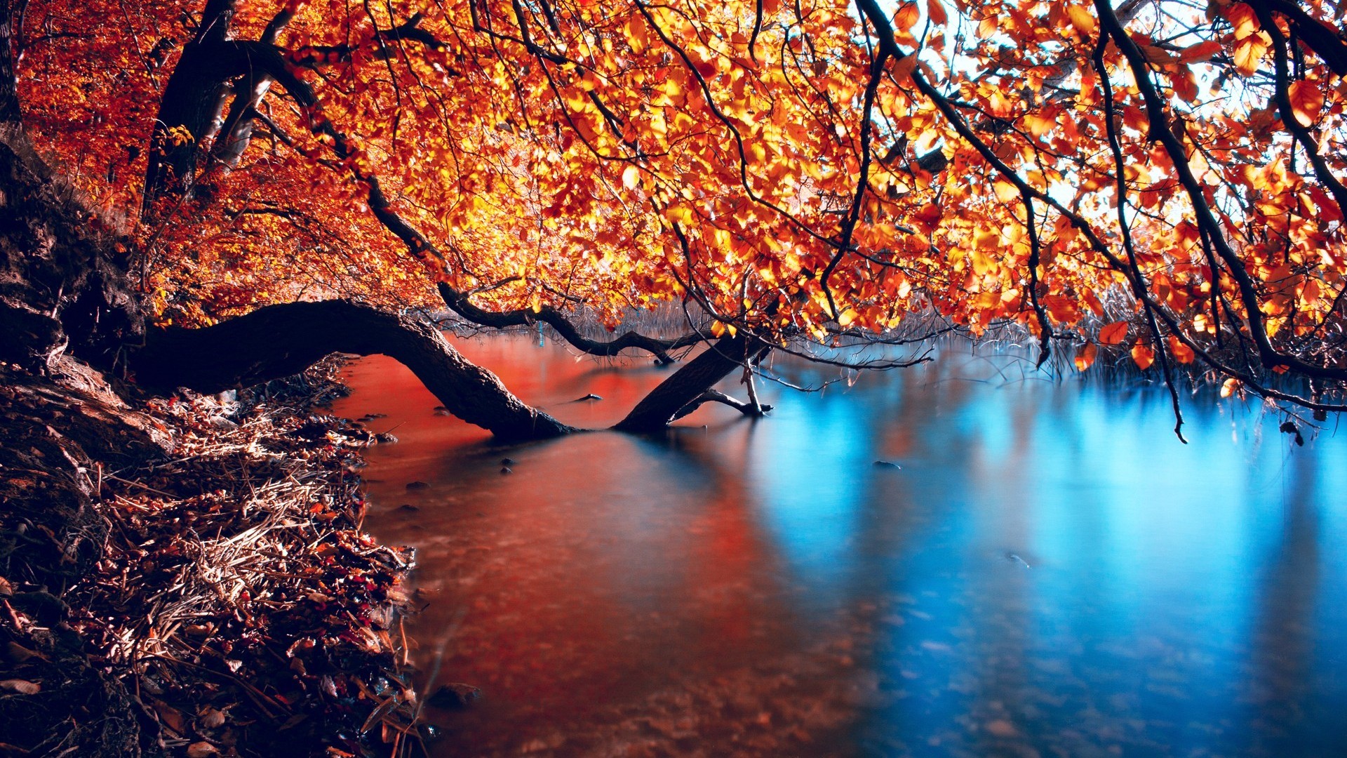 animated autumn lake pic