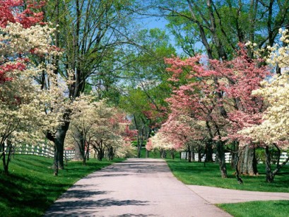 colorful spring view image