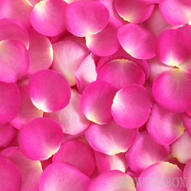 great pink petal image