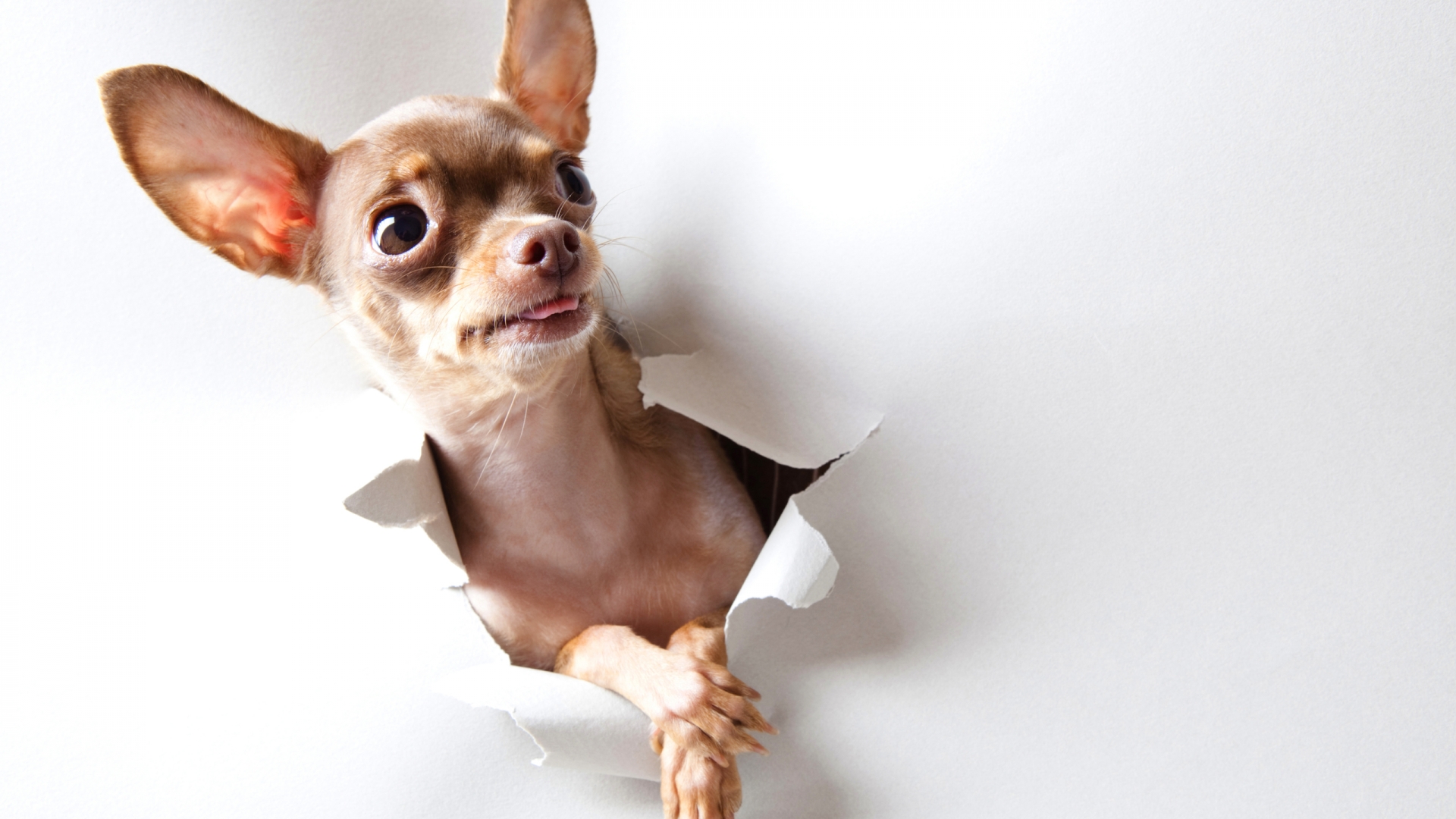 awesome chihuahua picture