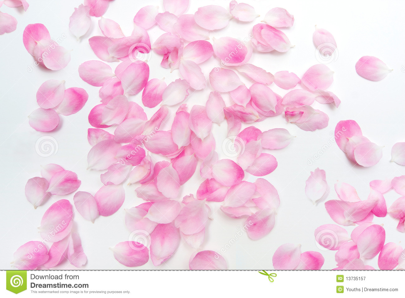wonderful pink petalpicture