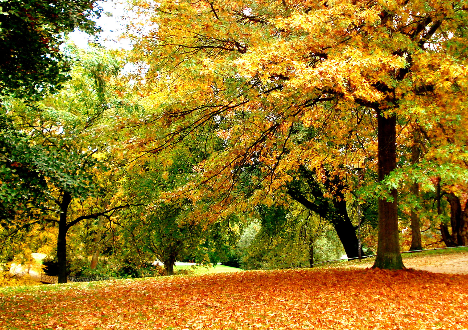 widescreen falling leaves image