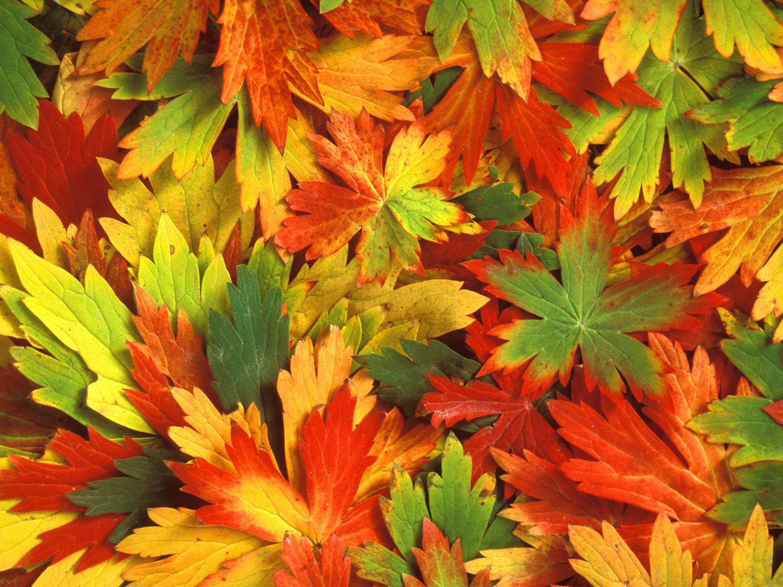 colorful falling leaves image