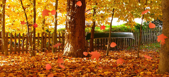 nature falling leaves image