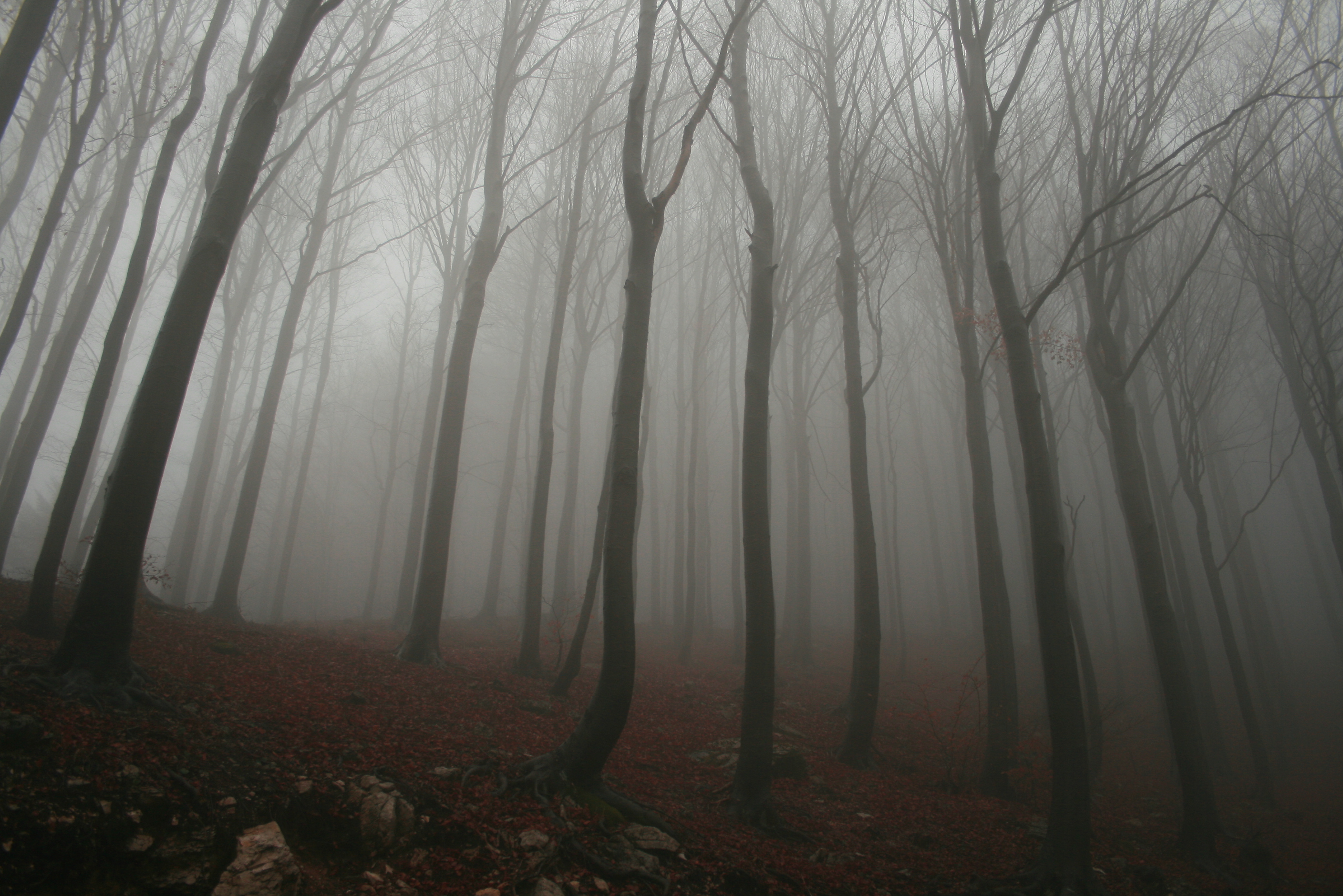 wonderful foggy forest image