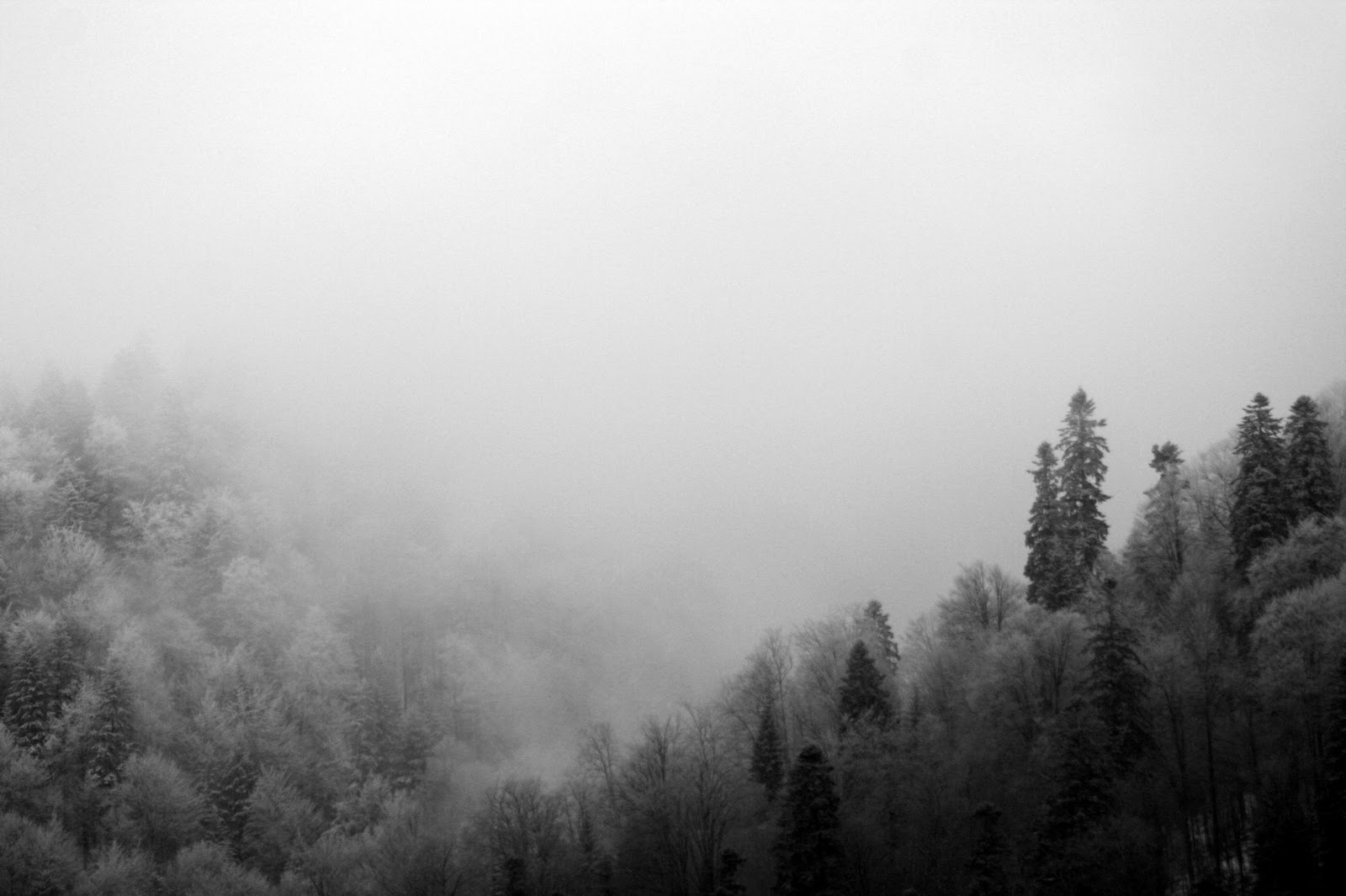 widescreen foggy forest image